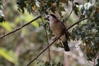 Low angle view of bird perching on tree