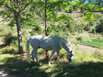 Horse grazing on field in forest