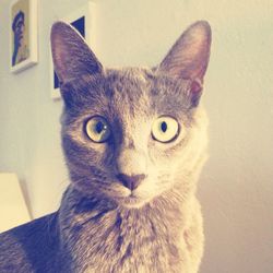 Close-up portrait of cat