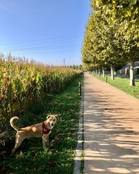 Dog on footpath by road against sky