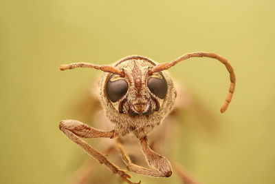 Close-up of an insect