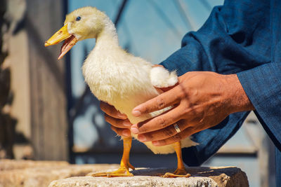 Cropped hand of man holding duck