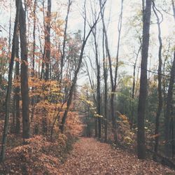 Trees in forest