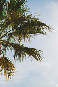 Low angle view of palm tree against sky