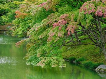 Trees by lake in forest