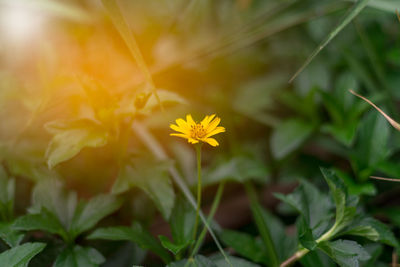 Close-up of yellow flowering plant