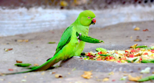 Close-up of parrot with green peas