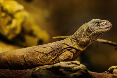 Close-up of lizard on rock