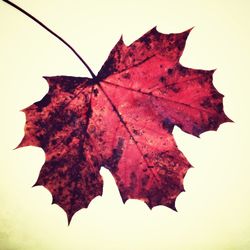 Close-up of maple leaves