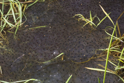 High angle view of lizard on plant