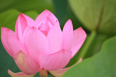 Close-up of pink flower blooming outdoors