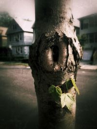 Close-up of old tree trunk against building in city