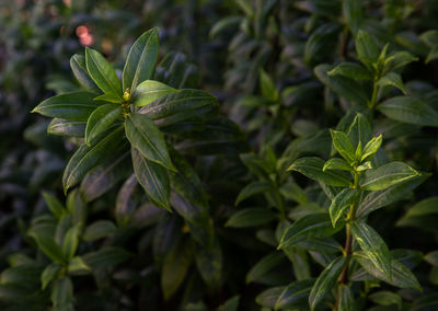 Close-up of leaves