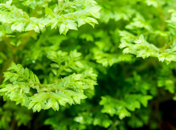 Close-up of fresh green leaves