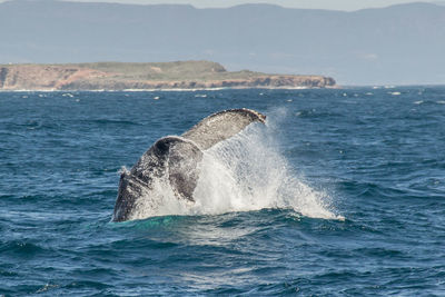 Whale swimming in sea