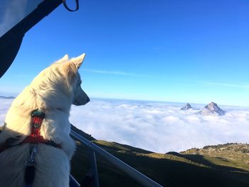 Dog on mountain against sky