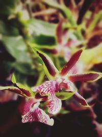 Close-up of pink flowers blooming outdoors