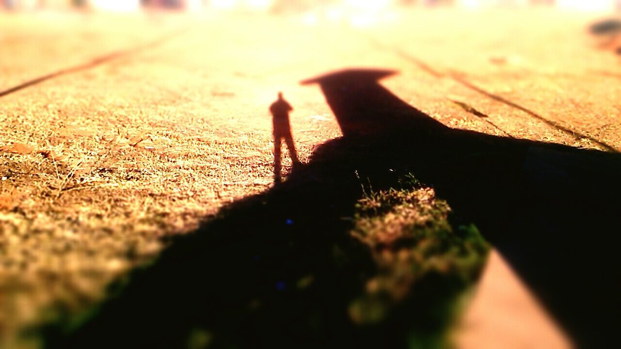 sunlight, shadow, selective focus, close-up, mammal, unrecognizable person, part of, surface level, focus on shadow, focus on foreground, outdoors, day, nature, ground, sunny