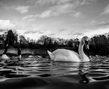 Black and white monochrome mute swan swans pair low-level water side view macro animal background