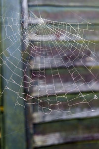 Close-up of spider web