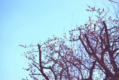 Low angle view of tree against blue sky