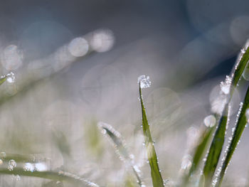 Close-up of wet plants during winter