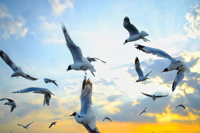 Low angle view of seagulls flying