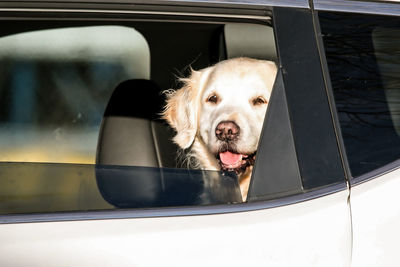 Dog looking though window of car