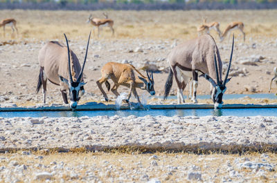 Adult and young oryx antelope drinking from water hole at etosha national park, namibia