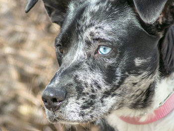 Close-up of dog looking away