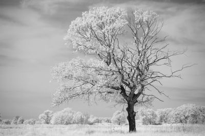 Bare tree on snow covered landscape against the sky