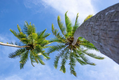 Low angle view of coconut palm tree against sky
