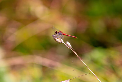 Close-up of insect dragonfly resting on grass 