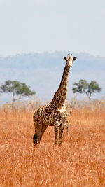 Giraffe standing on landscape against sky