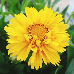 Close-up of yellow flowering plant