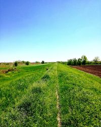 Scenic view of agricultural landscape against clear blue sky