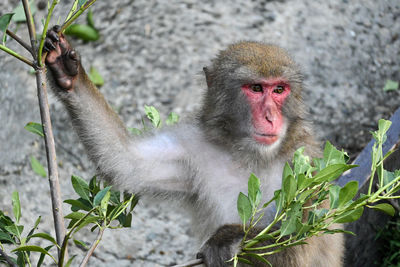 Portrait of monkey sitting holding leaves