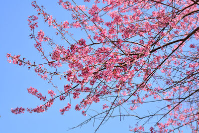 Low angle view of cherry blossoms against sky