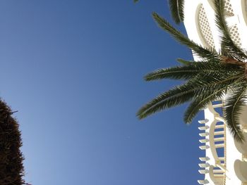 Low angle view of palm tree against clear blue sky