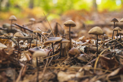 mushroom