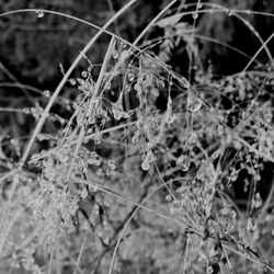 Close-up of plant against blurred background