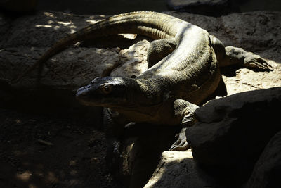 Close-up of lizard on rock