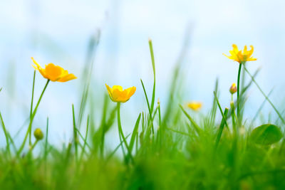 Close-up of yellow crocus flowers growing on field