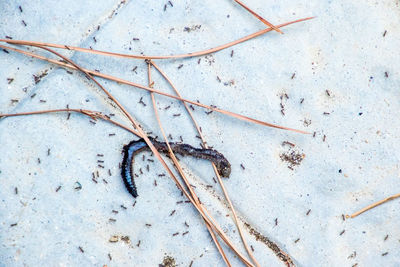 High angle view of leaf on snow covered land