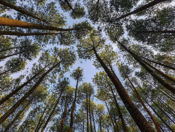 Low angle view of bamboo trees