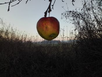 Close-up of apple on tree