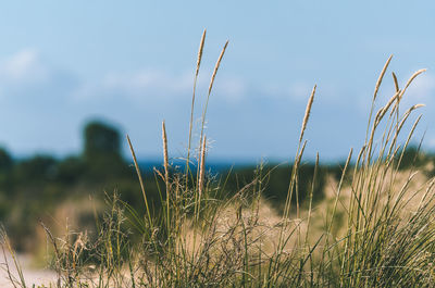 Close-up of plants on field against sky