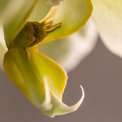 Close-up of yellow flower