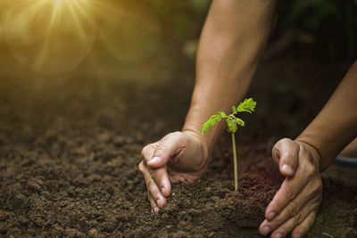 Close-up of person hand holding plant on field