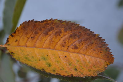 Close-up of dried autumn leaf